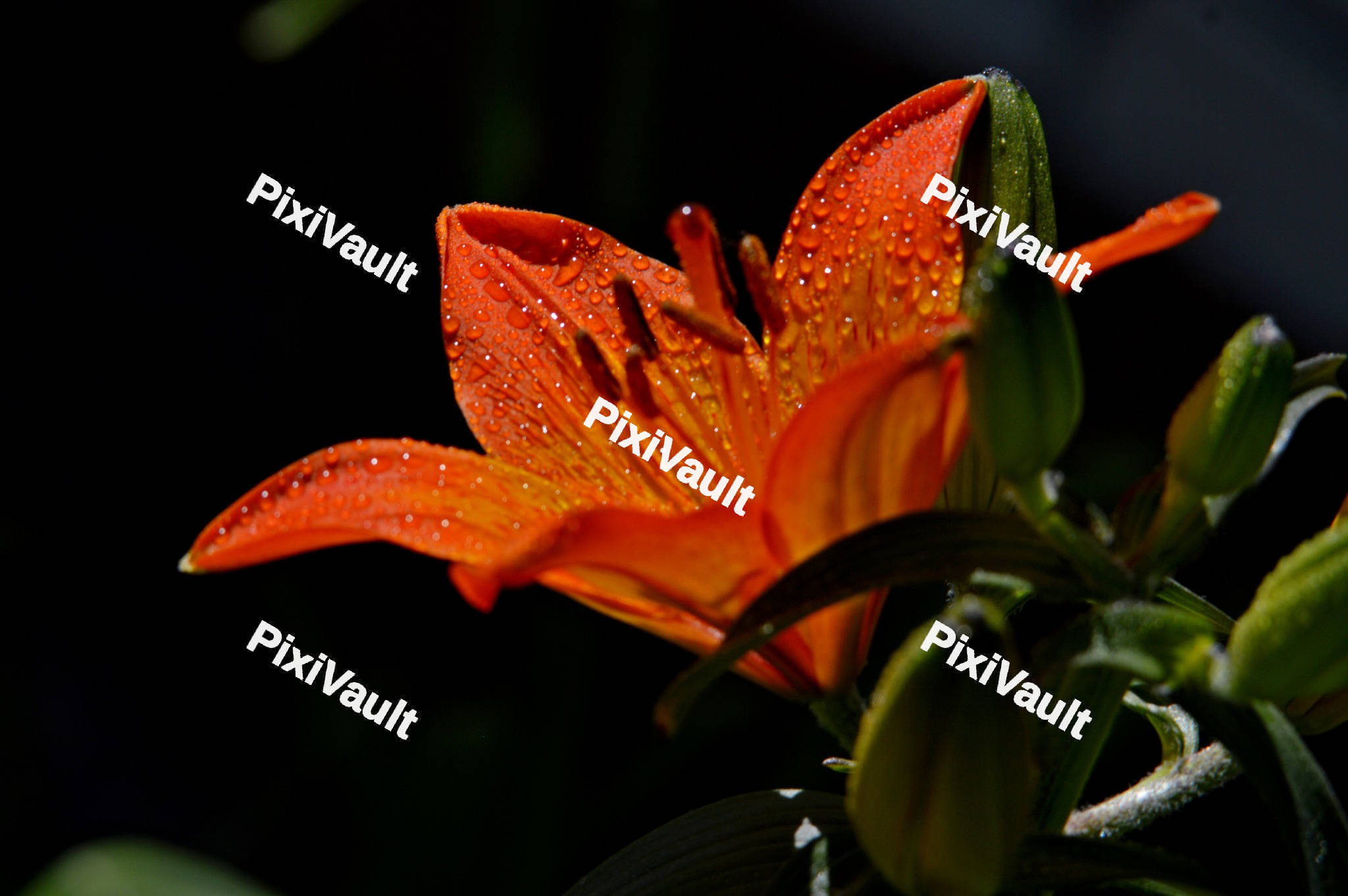 Orange Lily flower